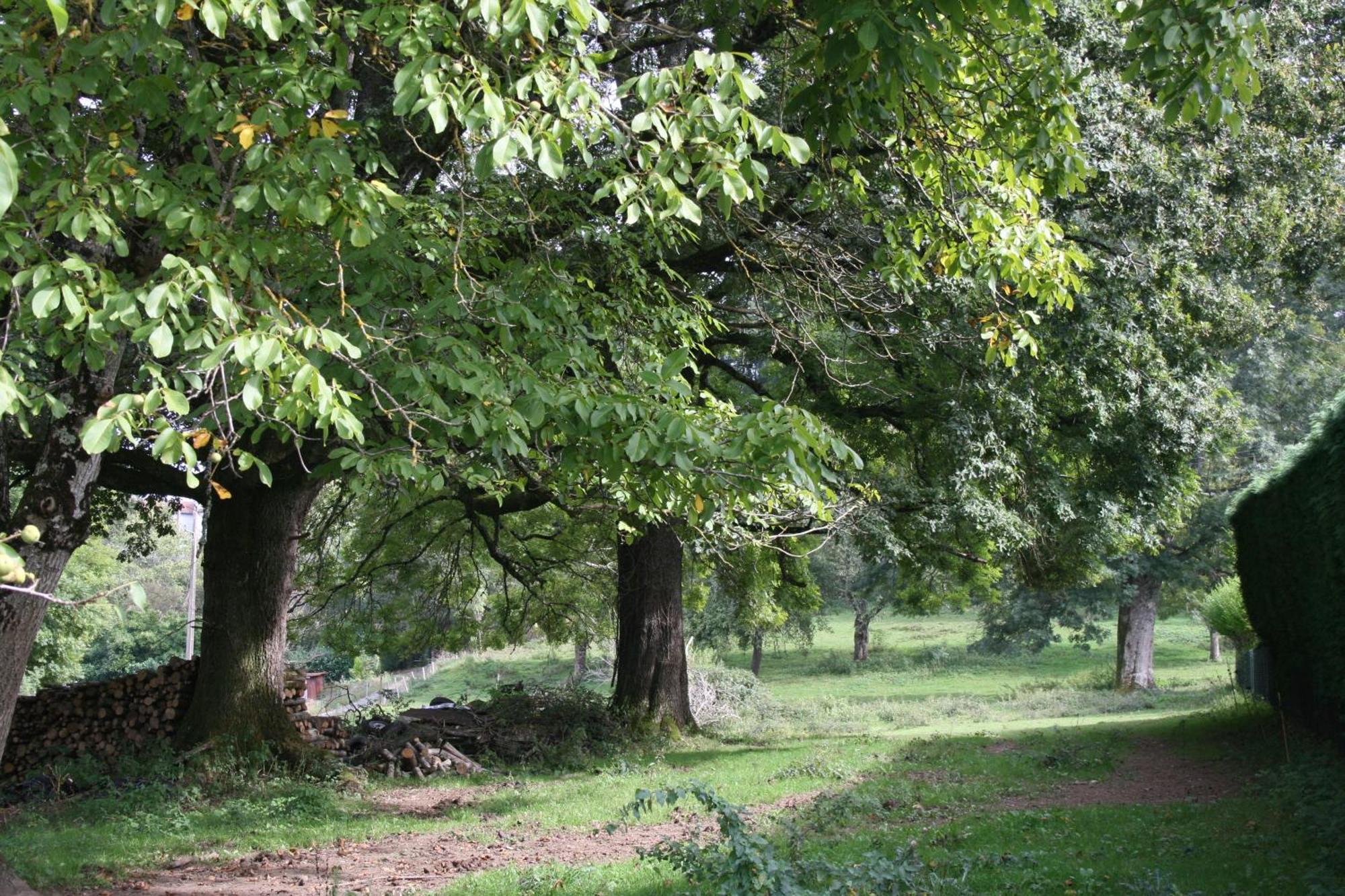 Domaine De Romefort Saint-Léonard-de-Noblat Esterno foto